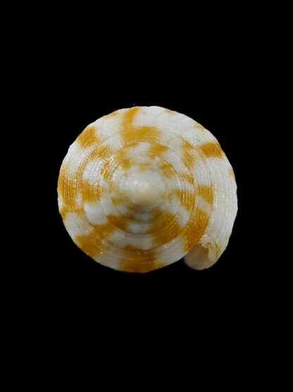 Conus limpusi 33 mm Gem-13111