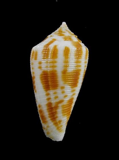 Conus limpusi 32,8 mm Gem-13098