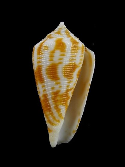 Conus limpusi 32,8 mm Gem-13100