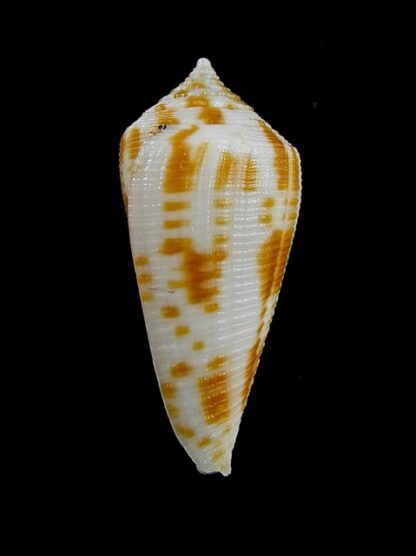 Conus limpusi 32,8 mm Gem-13099