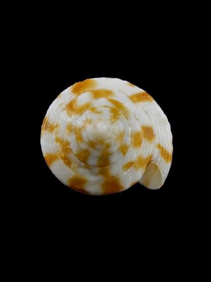 Conus limpusi 32,8 mm Gem-13102