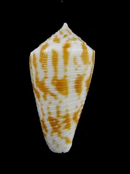 Conus limpusi 32,5 mm Gem-13089