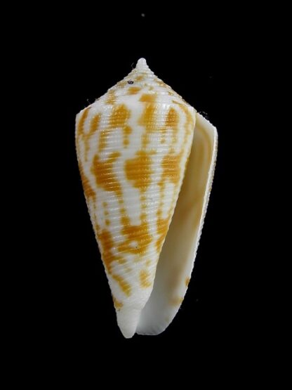 Conus limpusi 32,5 mm Gem-13090