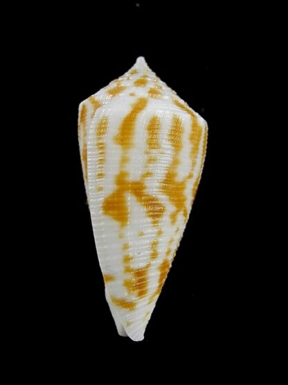 Conus limpusi 32,5 mm Gem-13092