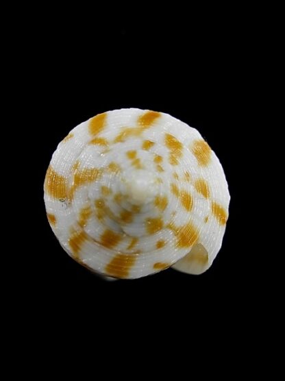 Conus limpusi 32,5 mm Gem-13091