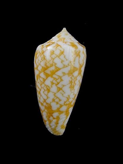 Conus wittigi 26,9 mm Gem-13135