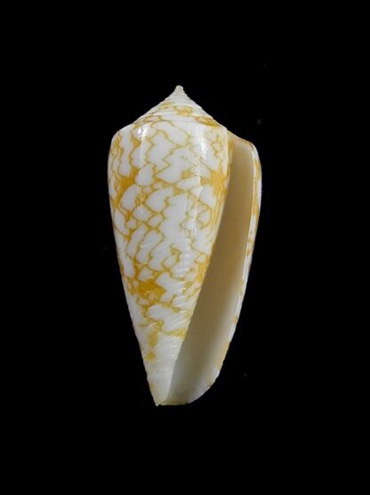 Conus wittigi 26,9 mm Gem-13136