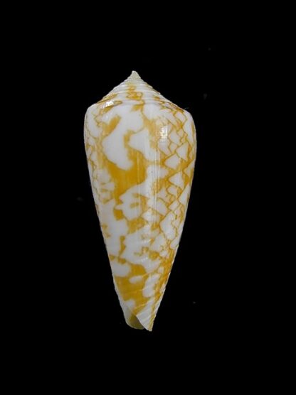 Conus wittigi 26,9 mm Gem-13133