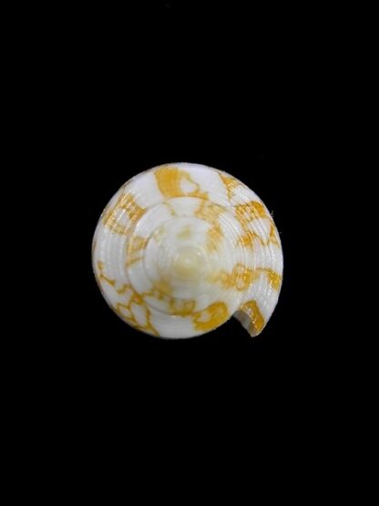 Conus wittigi 26,9 mm Gem-13134