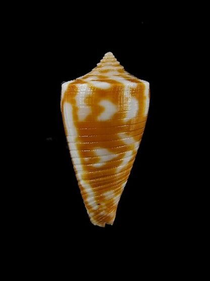Conus dampierensis 23,5 mm Gem-13060
