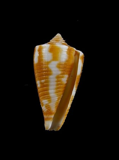 Conus dampierensis 23,5 mm Gem-13058