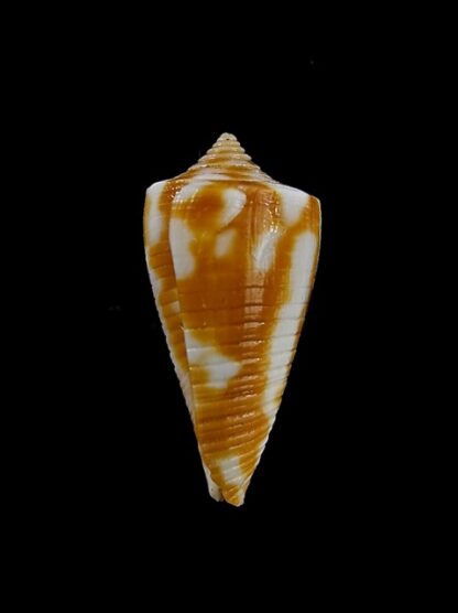 Conus dampierensis 23,5 mm Gem-13061