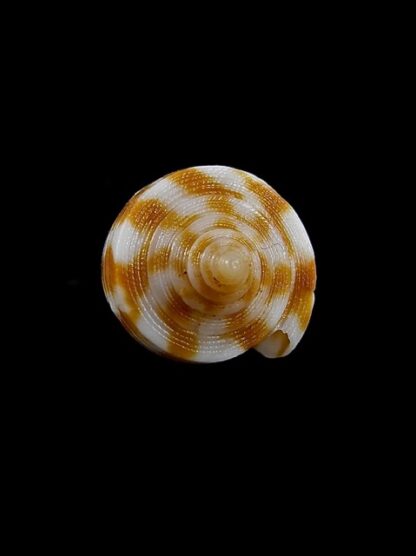 Conus dampierensis 23,5 mm Gem-13059