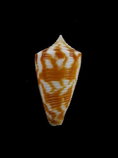 Conus dampierensis 23,6 mm Gem-13068