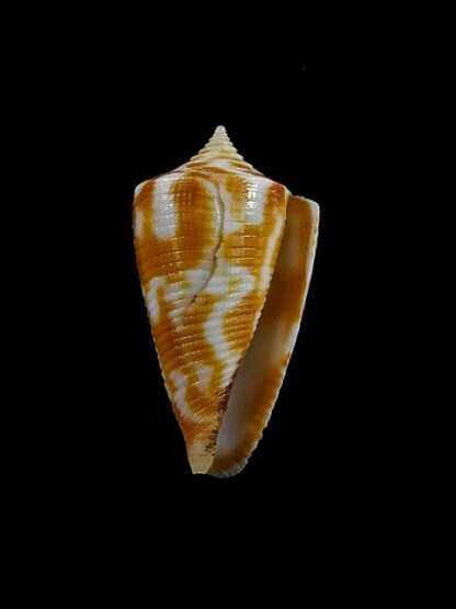 Conus dampierensis 23,6 mm Gem-13071