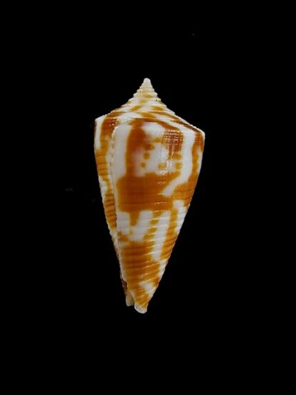 Conus dampierensis 23,6 mm Gem-13072