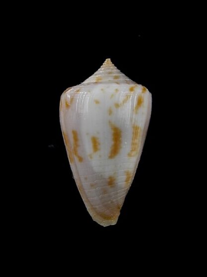 Conus cyanostoma 23,9 mm F+++/Gem-13057