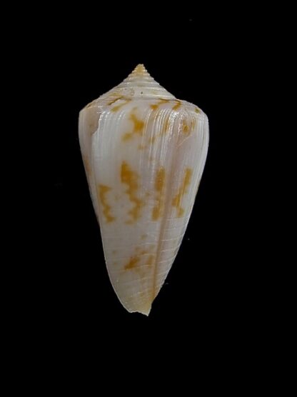 Conus cyanostoma 23,9 mm F+++/Gem-13053