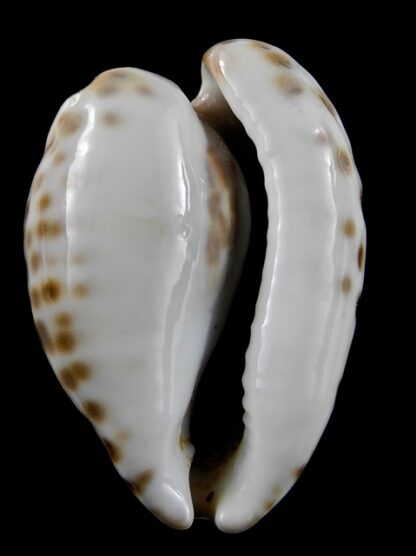 Cypraea teulerei 41,4 mm Gem-12896