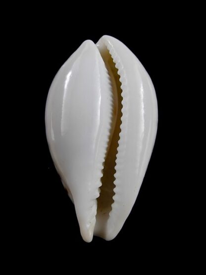 Cypraea hungerfordi coucomi 40,3 mm Gem-12844