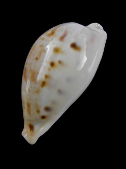 Cypraea hungerfordi coucomi 40,3 mm Gem-12842