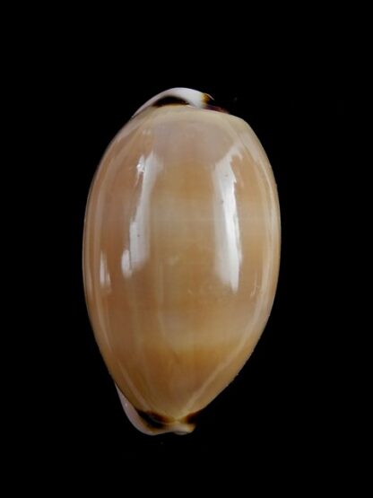 Cypraea pulchra 37,7 mm Gem-12877