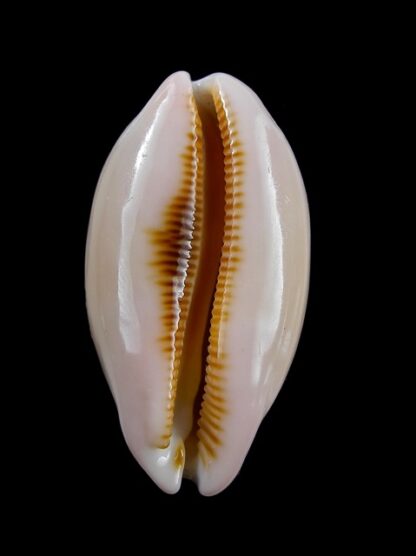 Cypraea pulchra 37,7 mm Gem-12879