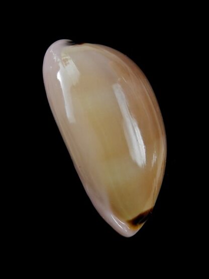Cypraea pulchra 37,7 mm Gem-12881