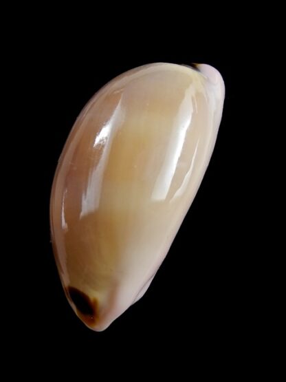 Cypraea pulchra 37,7 mm Gem-12878