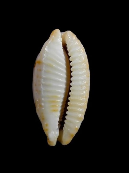 Cypraea stolida " SP" from Fiji... 30,2 mm Gem-12892