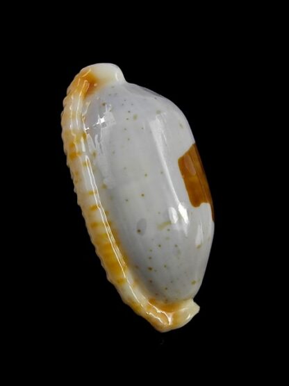 Cypraea stolida " SP" from Fiji... 30,2 mm Gem-12893