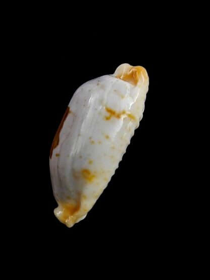 Cypraea stolida " SP" from Fiji... 30,2 mm Gem-12895