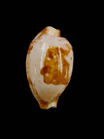Cypraea stolida kwajaleinensis. 27,2 mm Gem-12889