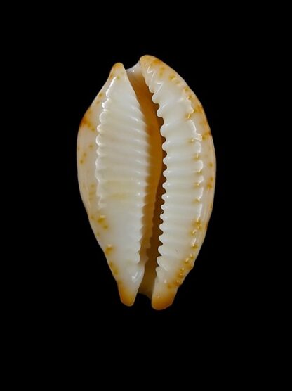 Cypraea stolida kwajaleinensis. 27,2 mm Gem-12888