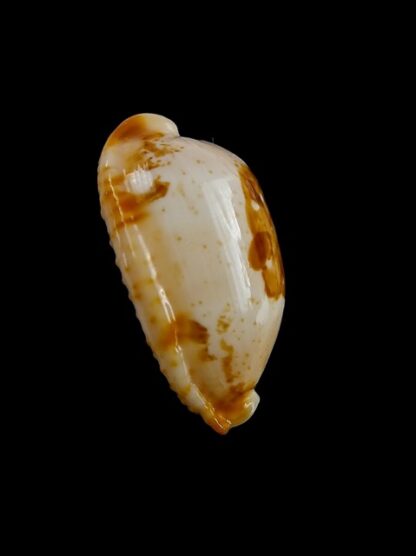 Cypraea stolida kwajaleinensis. 27,2 mm Gem-12887