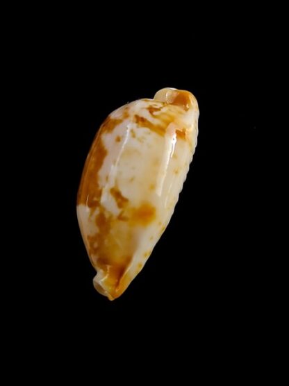 Cypraea stolida kwajaleinensis. 27,2 mm Gem-12890