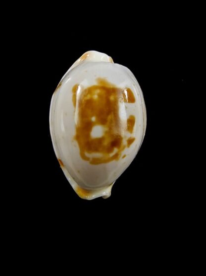 Cypraea brevidentata deceptor 25,3 mm Gem-12763