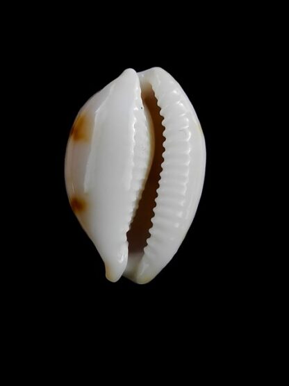 Cypraea brevidentata deceptor 25,3 mm Gem-12761