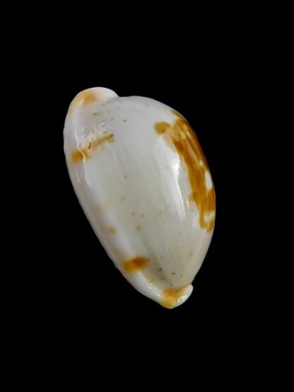 Cypraea brevidentata deceptor 25,3 mm Gem-12762