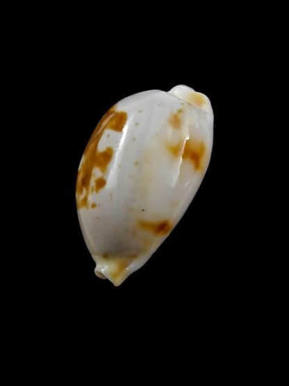Cypraea brevidentata deceptor 25,3 mm Gem-12764