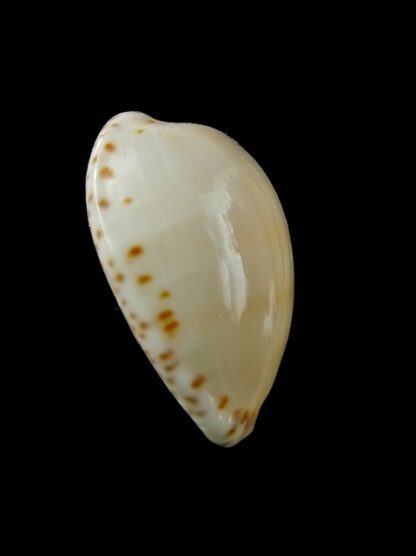 Notocypraea comptonii mayi Gem 26,9 mm Gem-12909