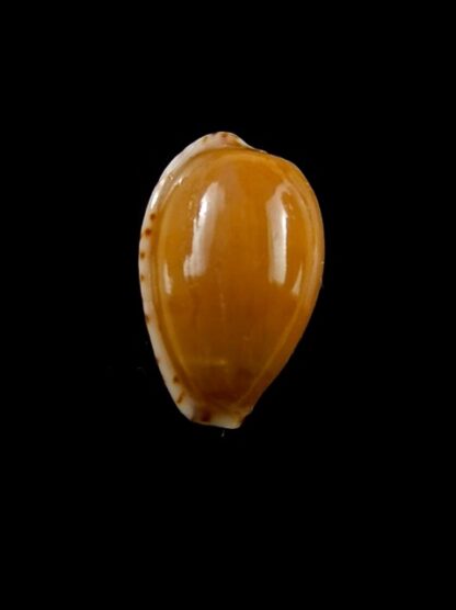 Notocypraea comptonii trenberthae 18,8 mm Gem-12928