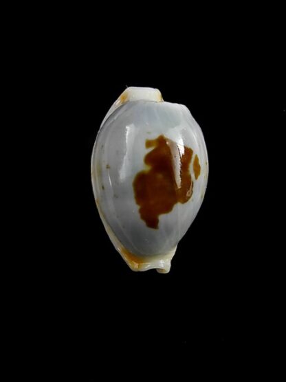 Cypraea brevidentata fluctuans 18,7 mm Gem-12770