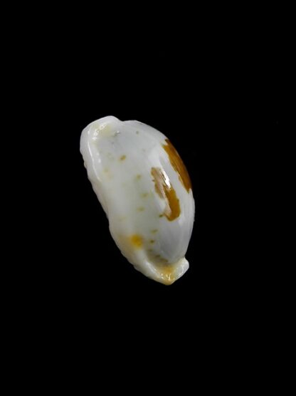 Cypraea brevidentata fluctuans 19,1 mm Gem-12782