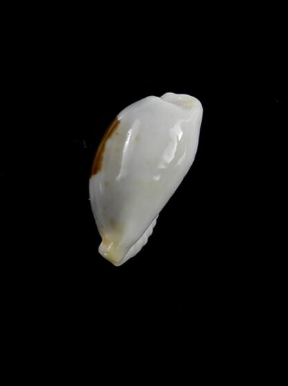 Cypraea brevidentata fluctuans 19,1 mm Gem-12783