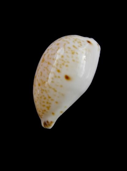 Notocypraea declivis 23,9 mm Gem.-12966