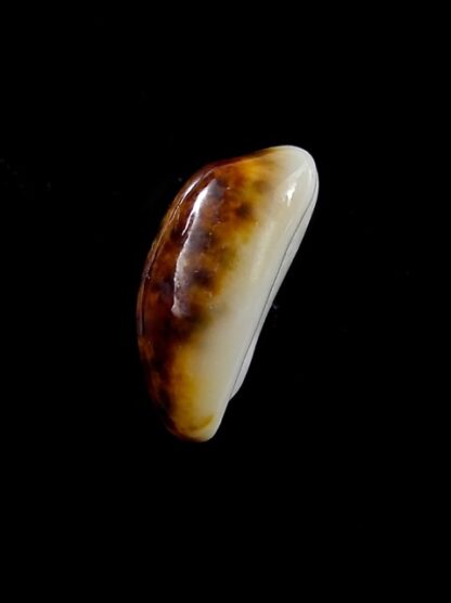 Cypraea listeri melvilli N & R. 18,5 mm Gem-12863