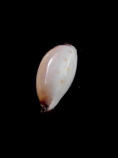 Cypraea gangranosa rentsii 16 mm Gem-12818