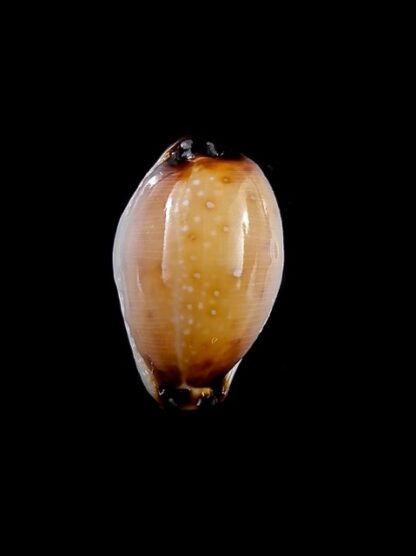 Cypraea gangranosa rentsii 16,6 mm Gem-12833