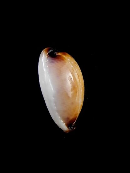 Cypraea gangranosa rentsii 16,6 mm Gem-12834